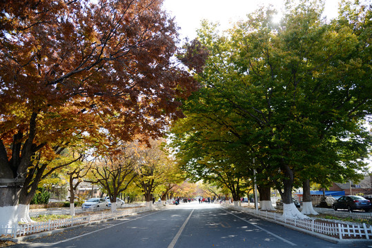 旅顺太阳沟枫叶林荫大道