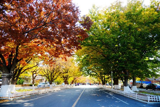 旅顺太阳沟枫叶林荫大道