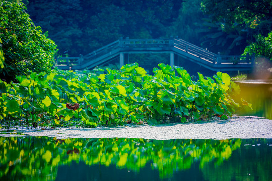 西湖风景