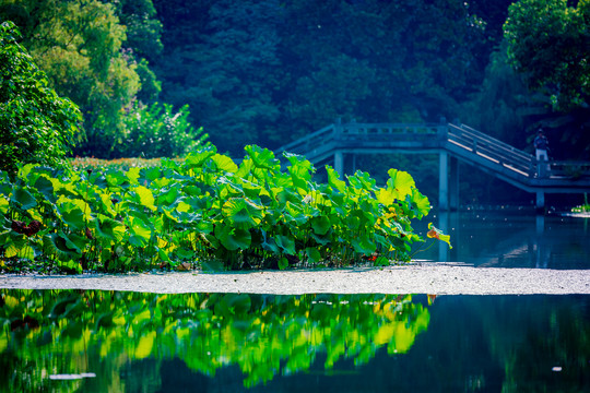 西湖风景