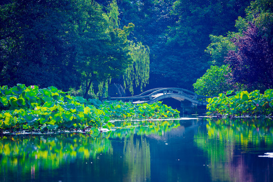 西湖风景