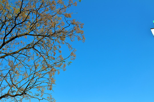 树技树叶天空