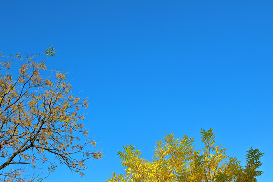 树技树叶天空