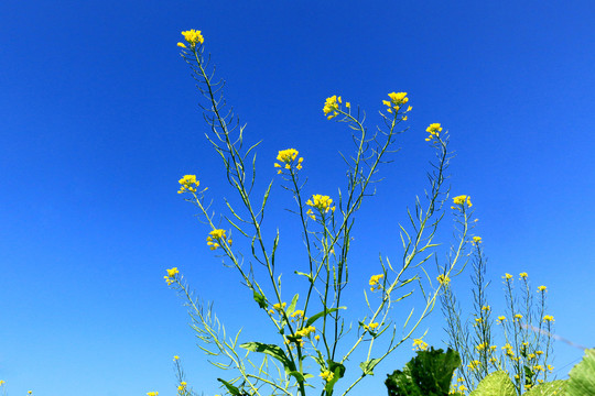 油菜花