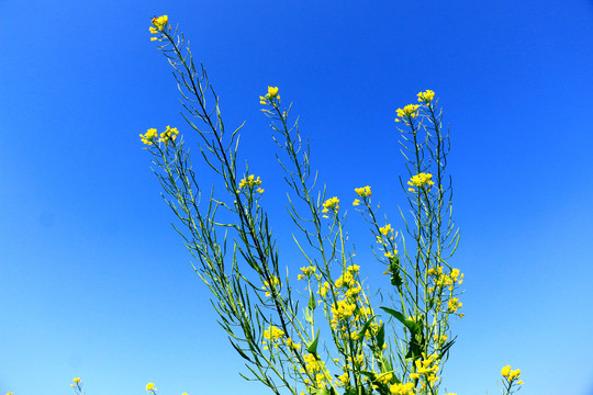 油菜花