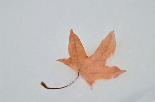 雪地里的一片树叶