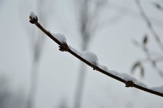 枝头雪