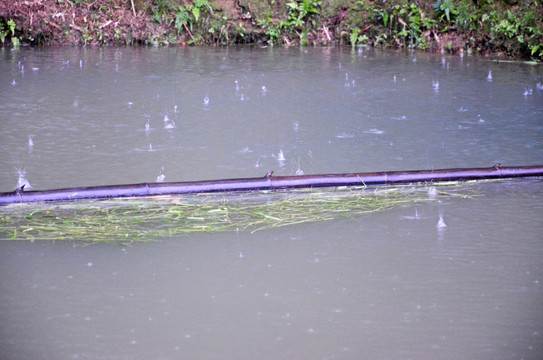 雨天池塘