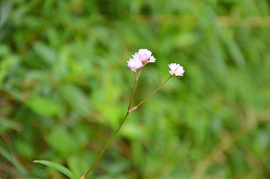 蓼科野花