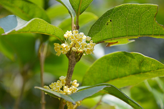 桂花