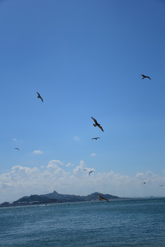 海驴岛的海鸥