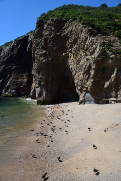 海驴岛的海鸥