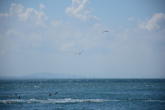 海驴岛的海鸥