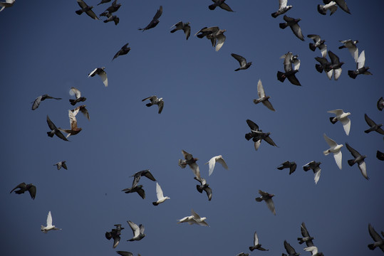 蓝天下飞翔的一群鸽子