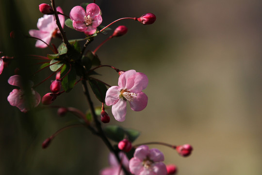 樱花花开