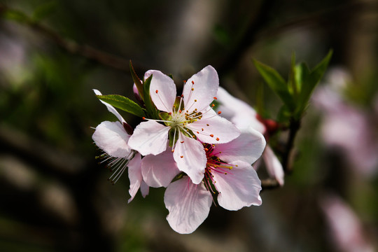 樱花