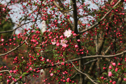 满树樱花