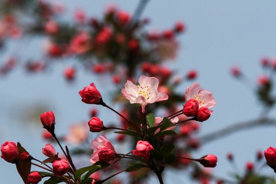 樱花