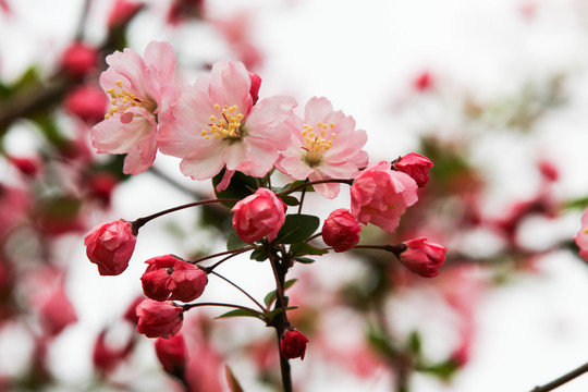 分红樱花