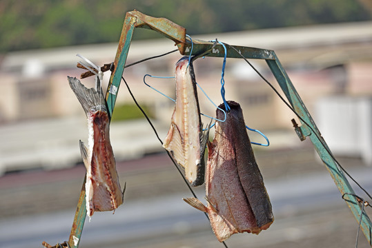 臘魚
