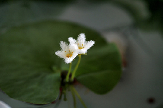 花卉特写