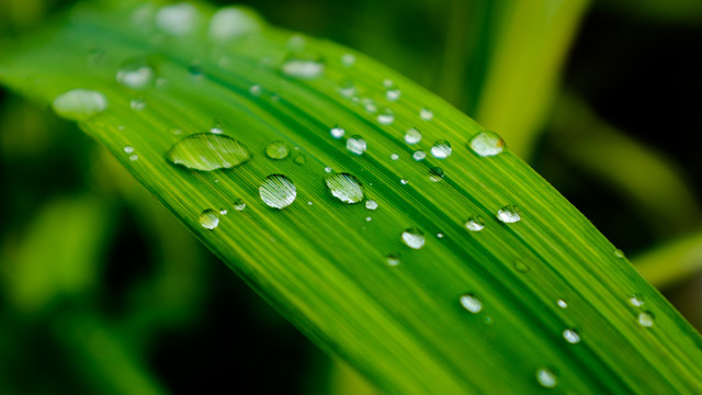 植物上的水珠