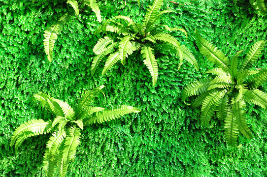 綠植背景