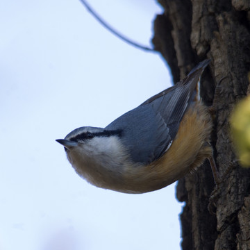 普通鳾