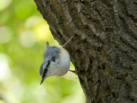 普通鳾