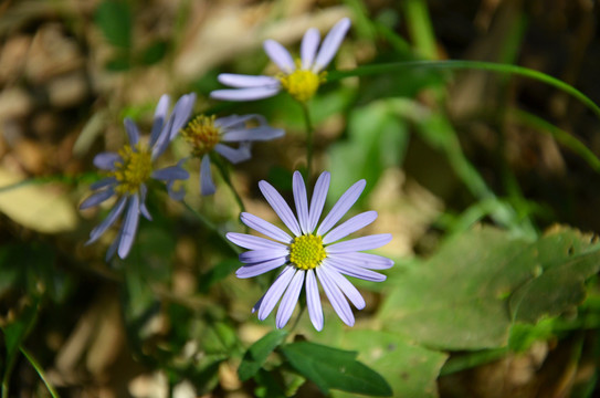 野菊花