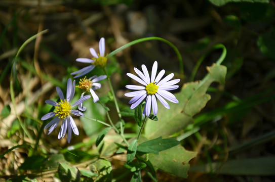 野菊花