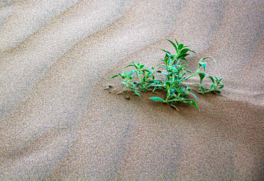 沙漠里的绿色植物