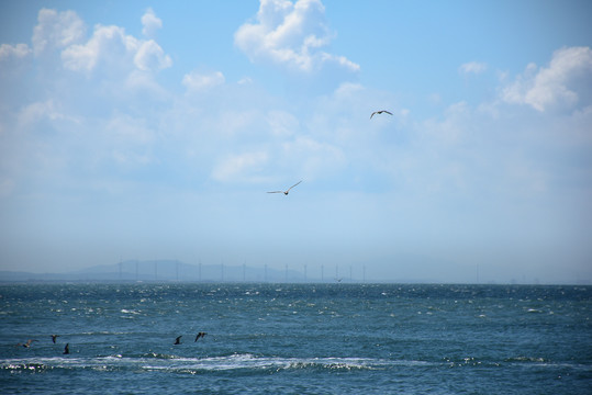 蓝天大海与海鸥