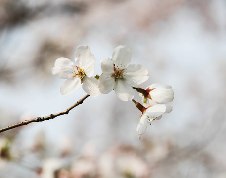 一支樱花