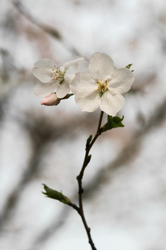 一支樱花