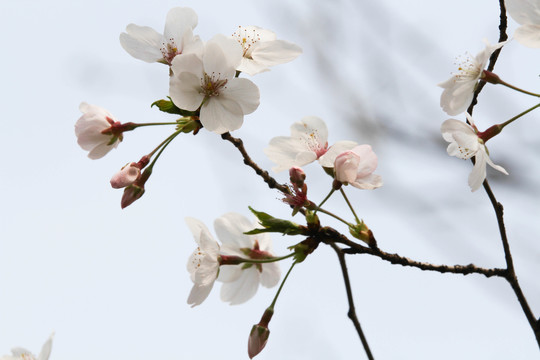 枝丫上的樱花