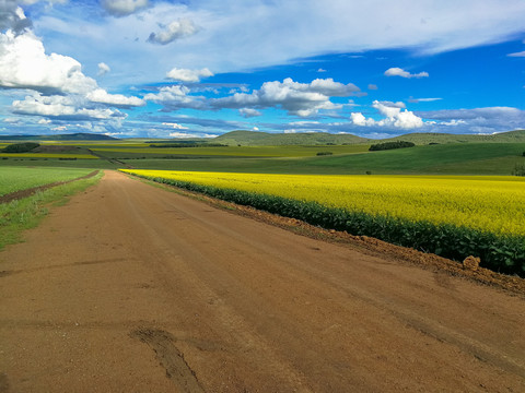 油菜花道路