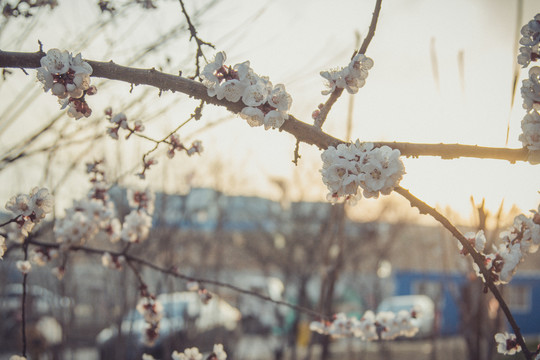 樱花盛开特写逆光