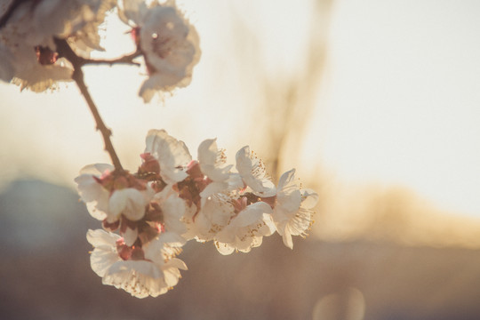 樱花盛开特写逆光