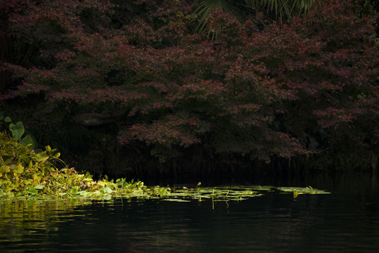 水草