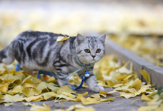 宠物猫