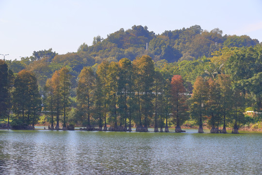 秋天树林湖泊