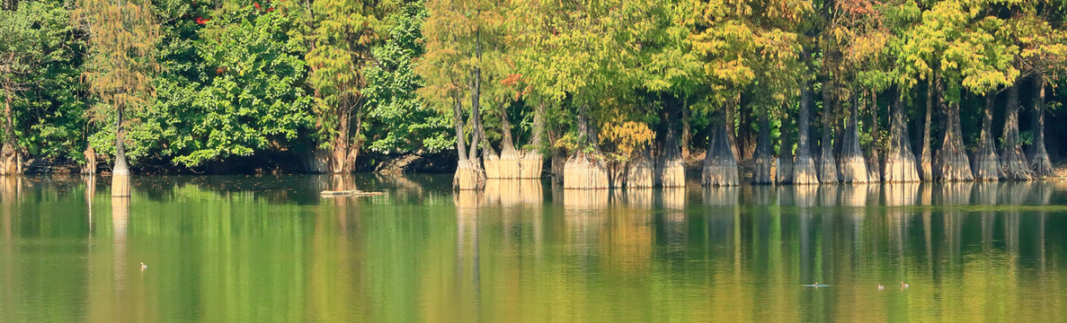 秋天树林湖泊倒影宽幅
