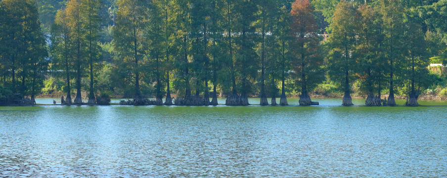 秋天树林湖泊宽幅