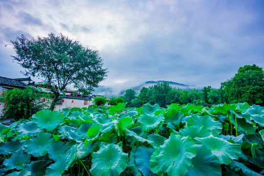 宏村南湖