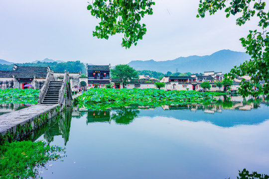 宏村南湖荷塘