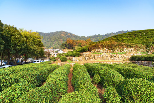 茶叶种植