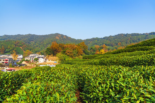 茶叶种植