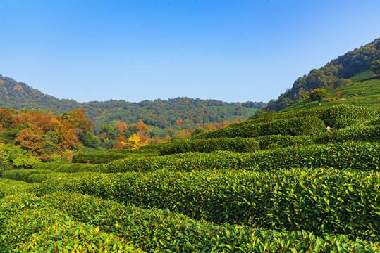 茶叶种植