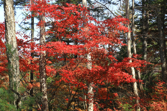 吉林花山国家森林公园